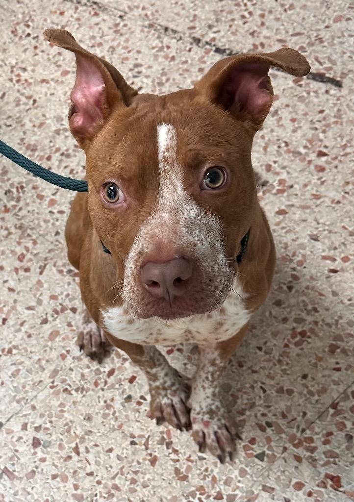 Enlarge Percy, a Adoptable Staffordshire Bull Terrier in Newnan, GA image 1/1