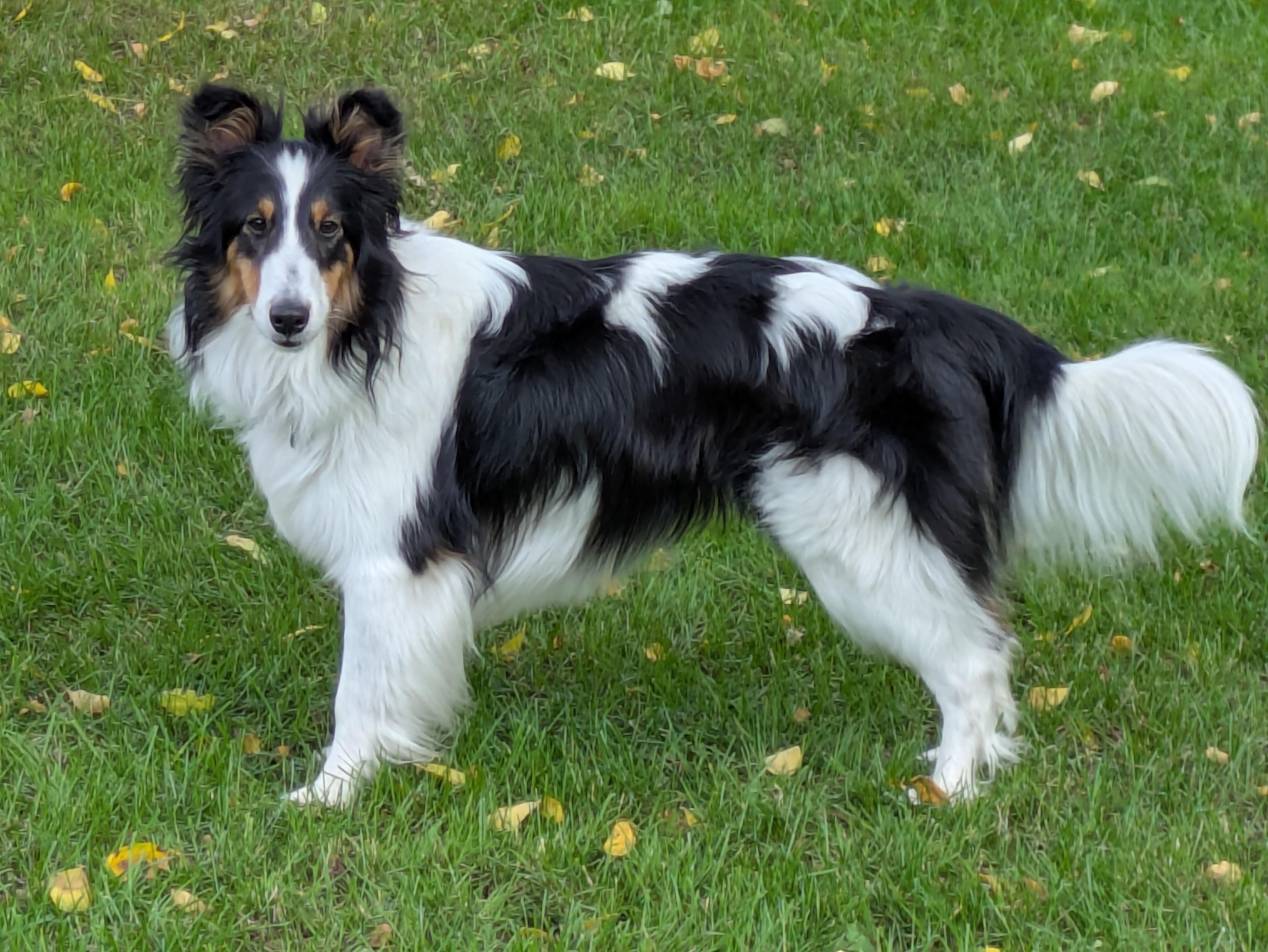 Dolly, an adopted Shetland Sheepdog / Sheltie in Circle Pines, MN image 1/5