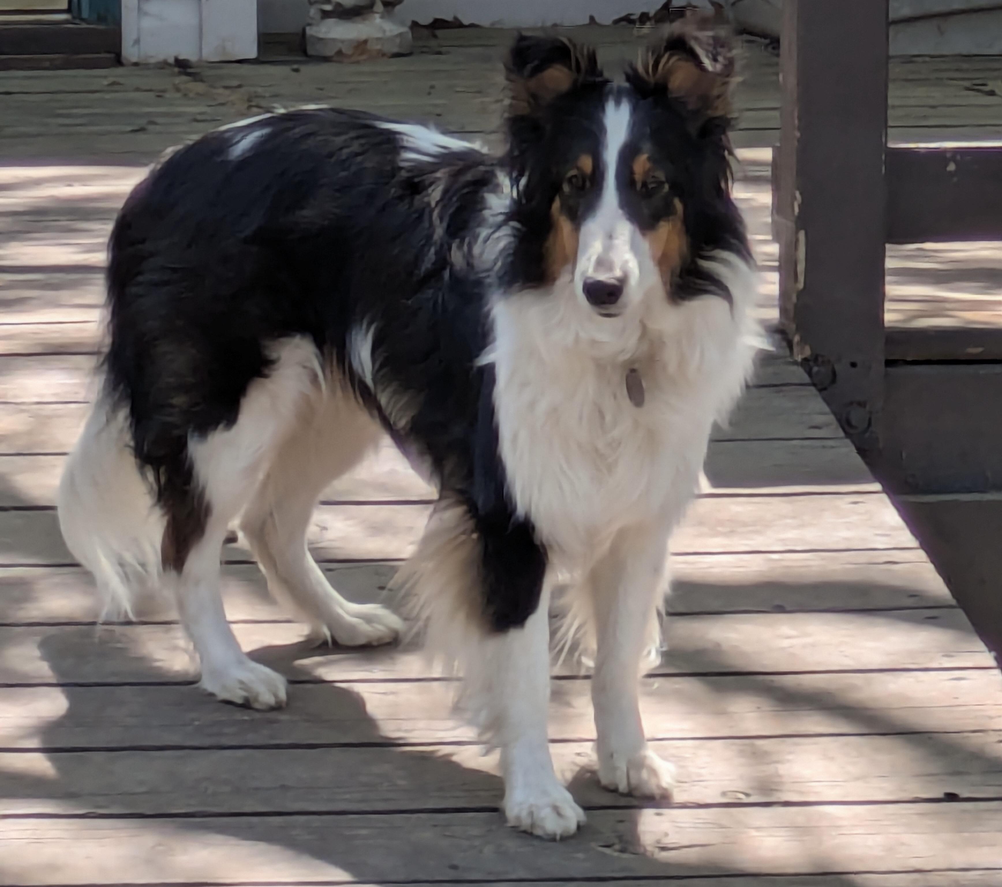 Dolly, an adopted Shetland Sheepdog / Sheltie in Circle Pines, MN image 2/5