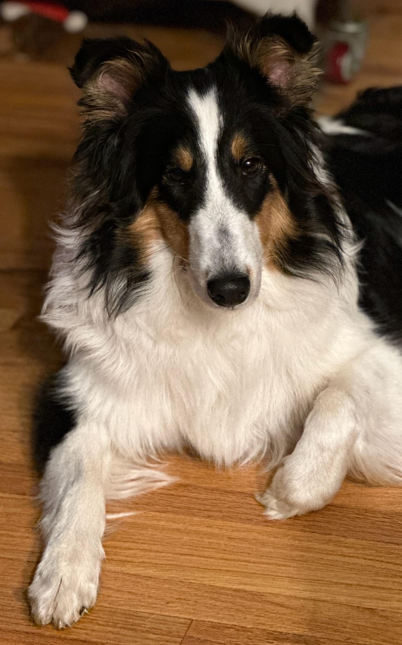 Dolly, an adopted Shetland Sheepdog / Sheltie in Circle Pines, MN image 3/5