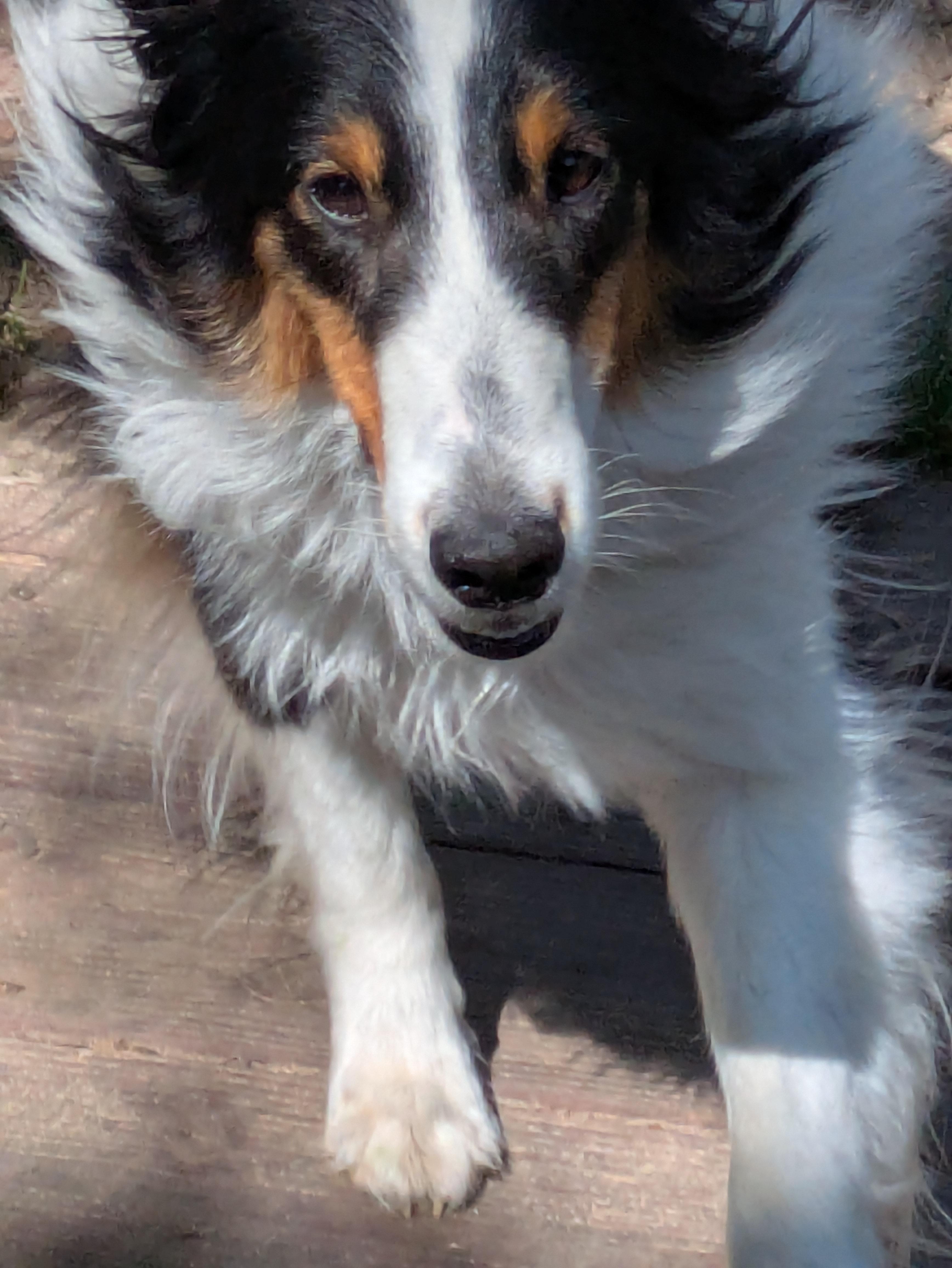Dolly, an adopted Shetland Sheepdog / Sheltie in Circle Pines, MN image 4/5