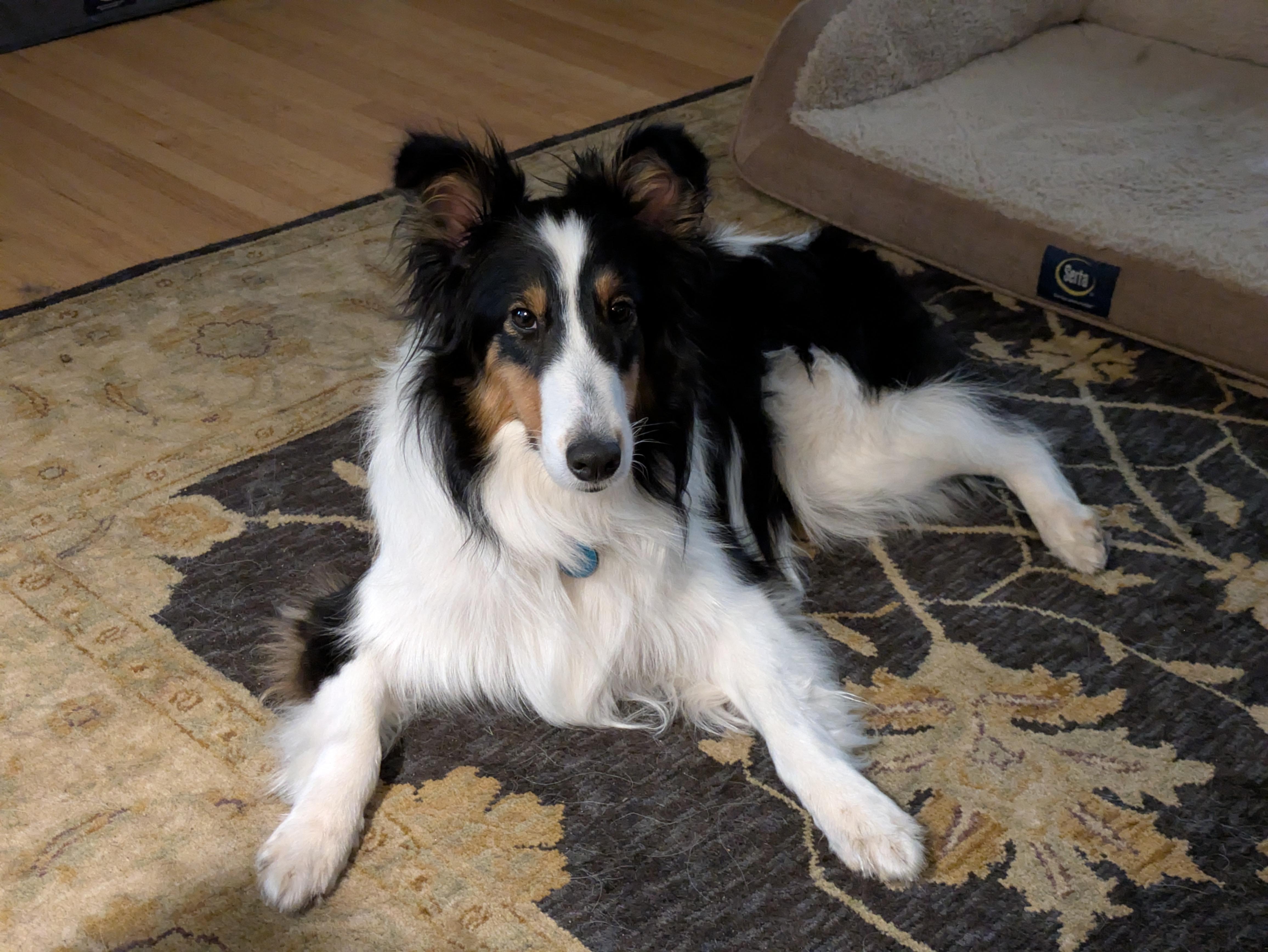Dolly, an adopted Shetland Sheepdog / Sheltie in Circle Pines, MN image 5/5