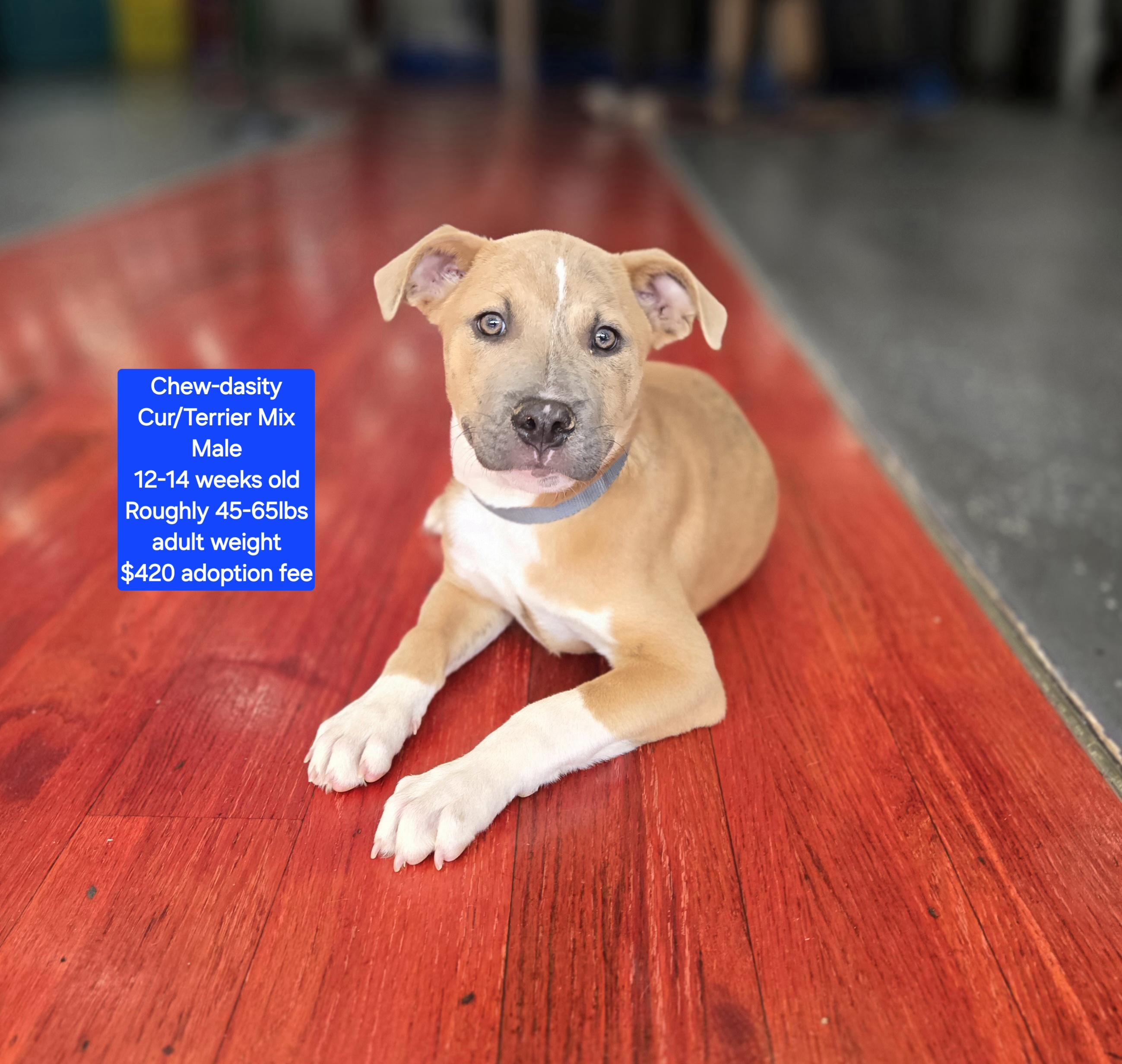 Enlarge Chew-dasity, a ADOPTABLE mixed breed in Oviedo, FL image 1/1