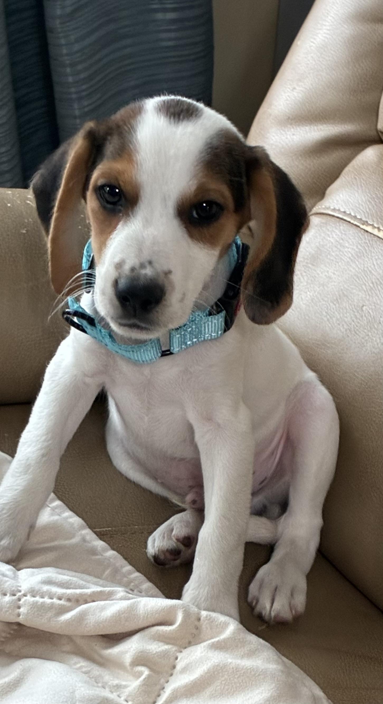 Milkshake, Adopted, Puppy Male Beagle.