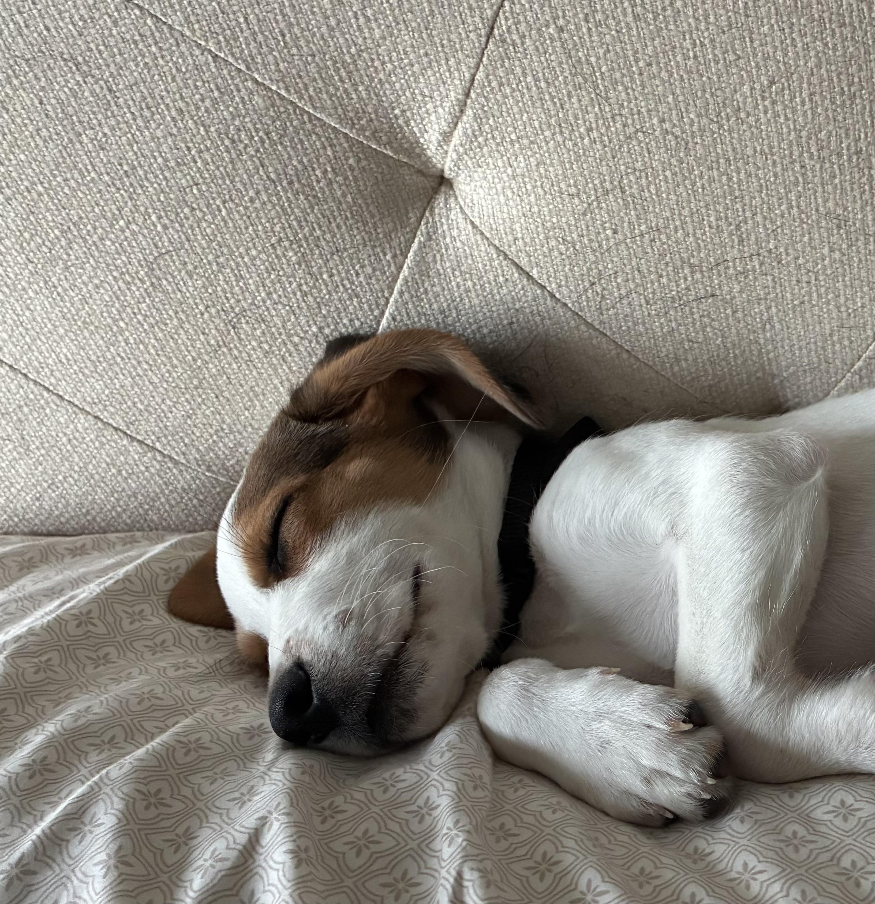 Enlarge Milkshake, a Adopted mixed breed in Warsaw, IN image 2/3