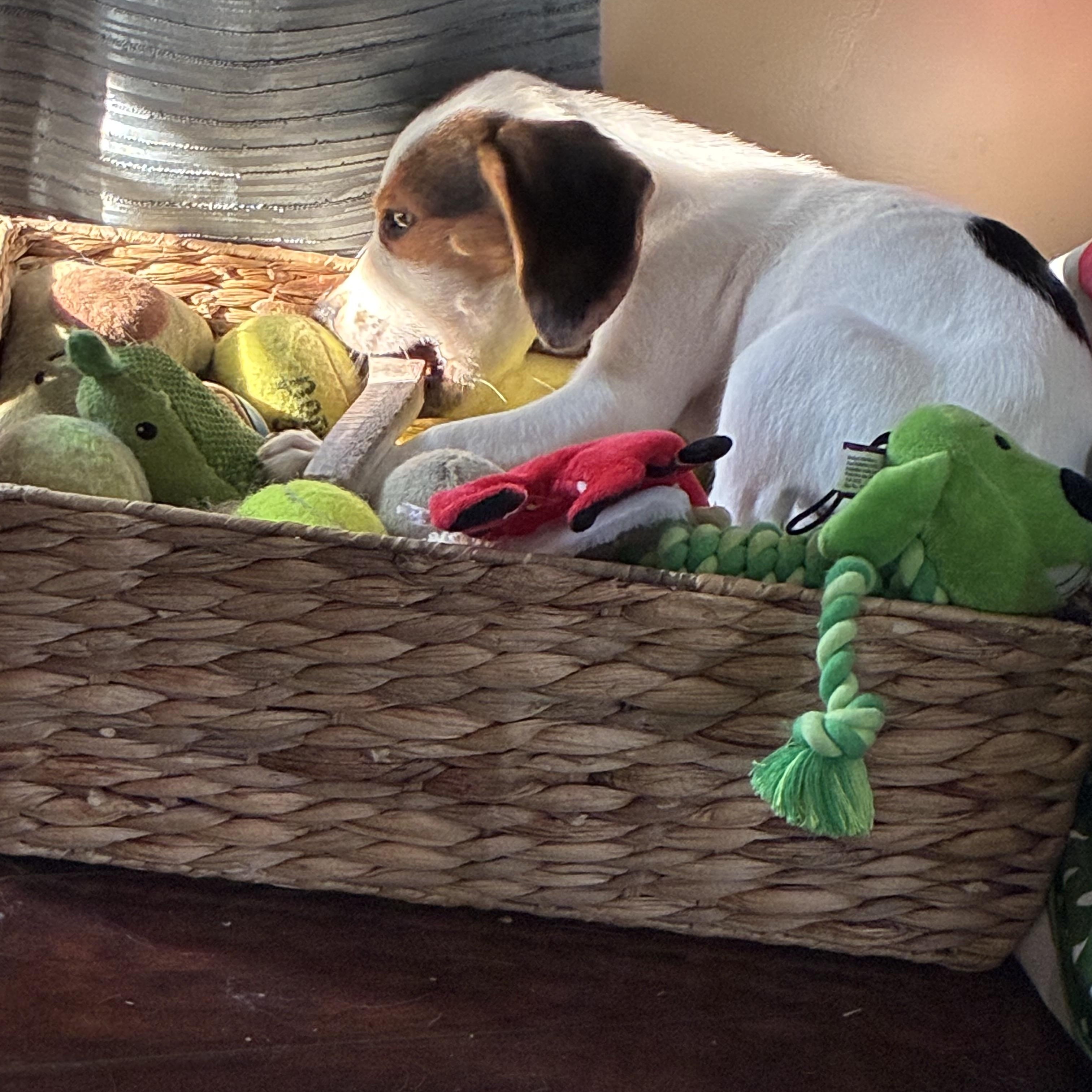 Enlarge Milkshake, a Adopted mixed breed in Warsaw, IN image 3/3