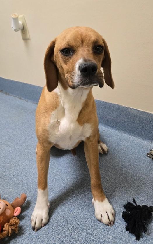 Ellie, an adopted mixed breed in Suffolk, VA image 2/4