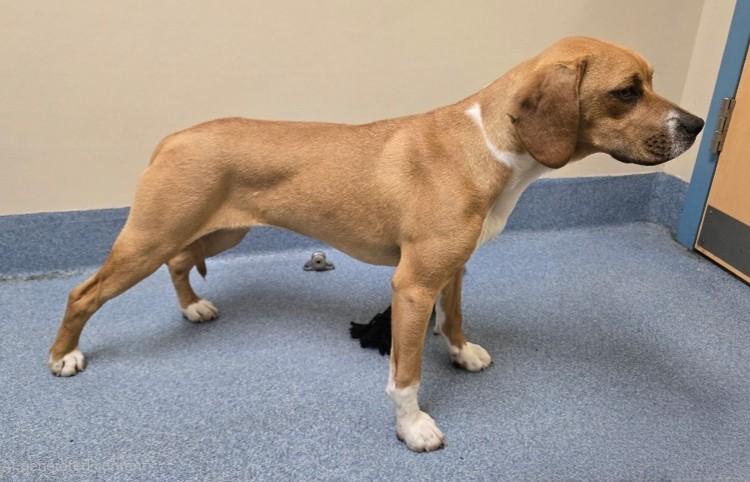 Ellie, an adopted mixed breed in Suffolk, VA image 4/4