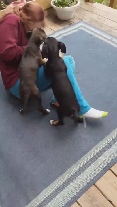 Enlarge Sansa The Great Giver of Kisses, a Adopted mixed breed in Denville, NJ video 6/11