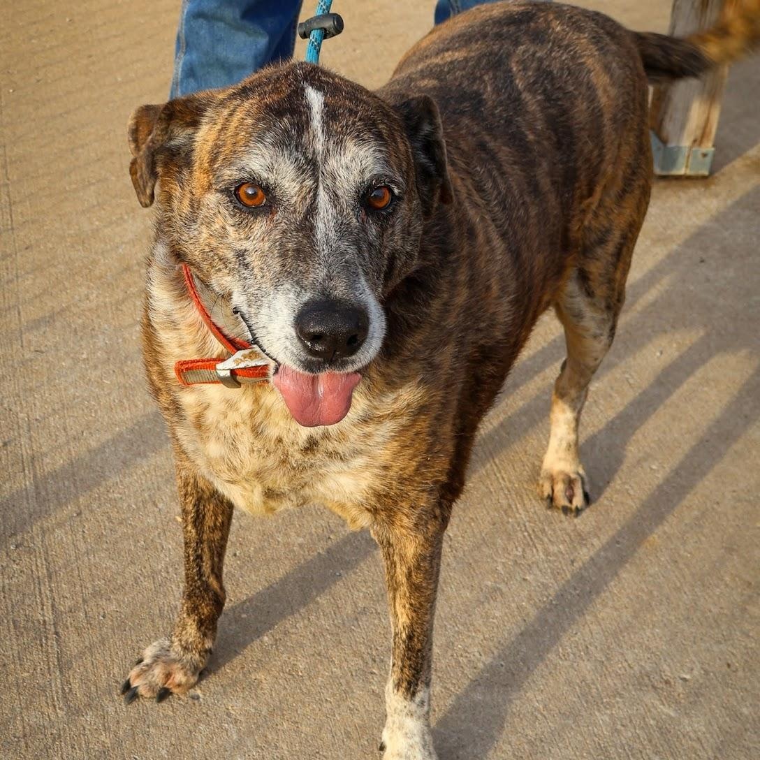 Enlarge Alexander, a ADOPTABLE mixed breed in Hollister, MO image 1/3