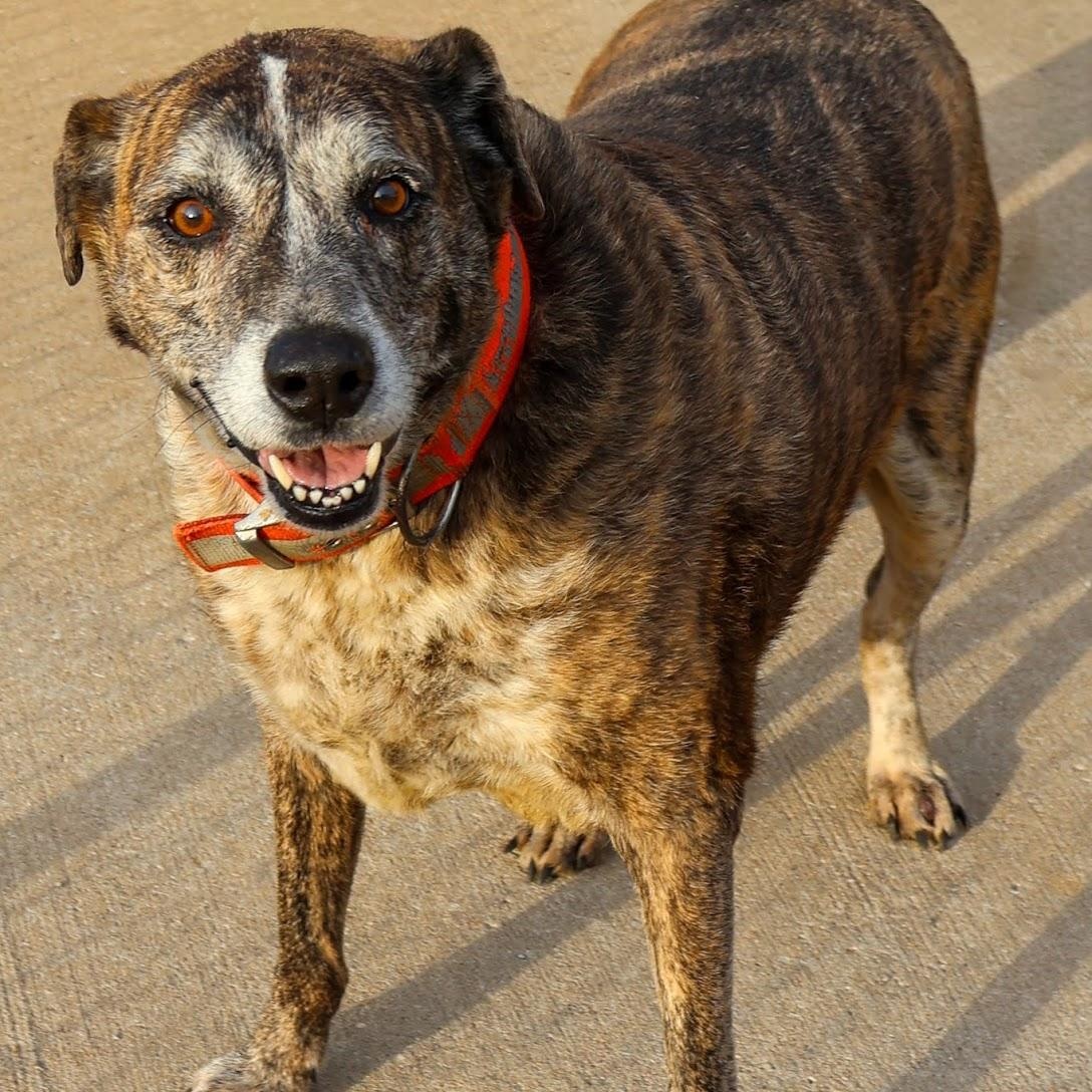 Enlarge Alexander, a ADOPTABLE mixed breed in Hollister, MO image 2/3