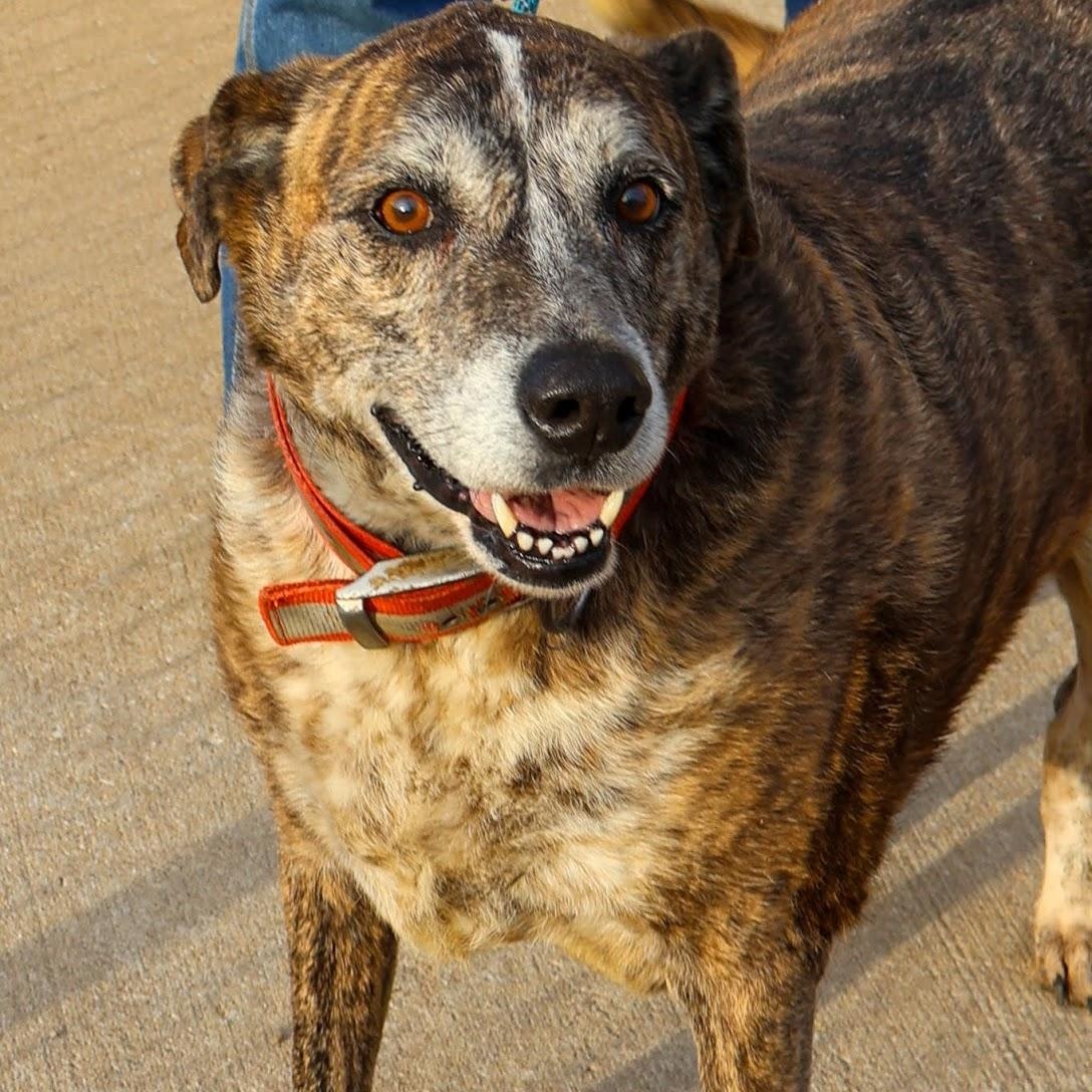 Enlarge Alexander, a ADOPTABLE mixed breed in Hollister, MO image 3/3