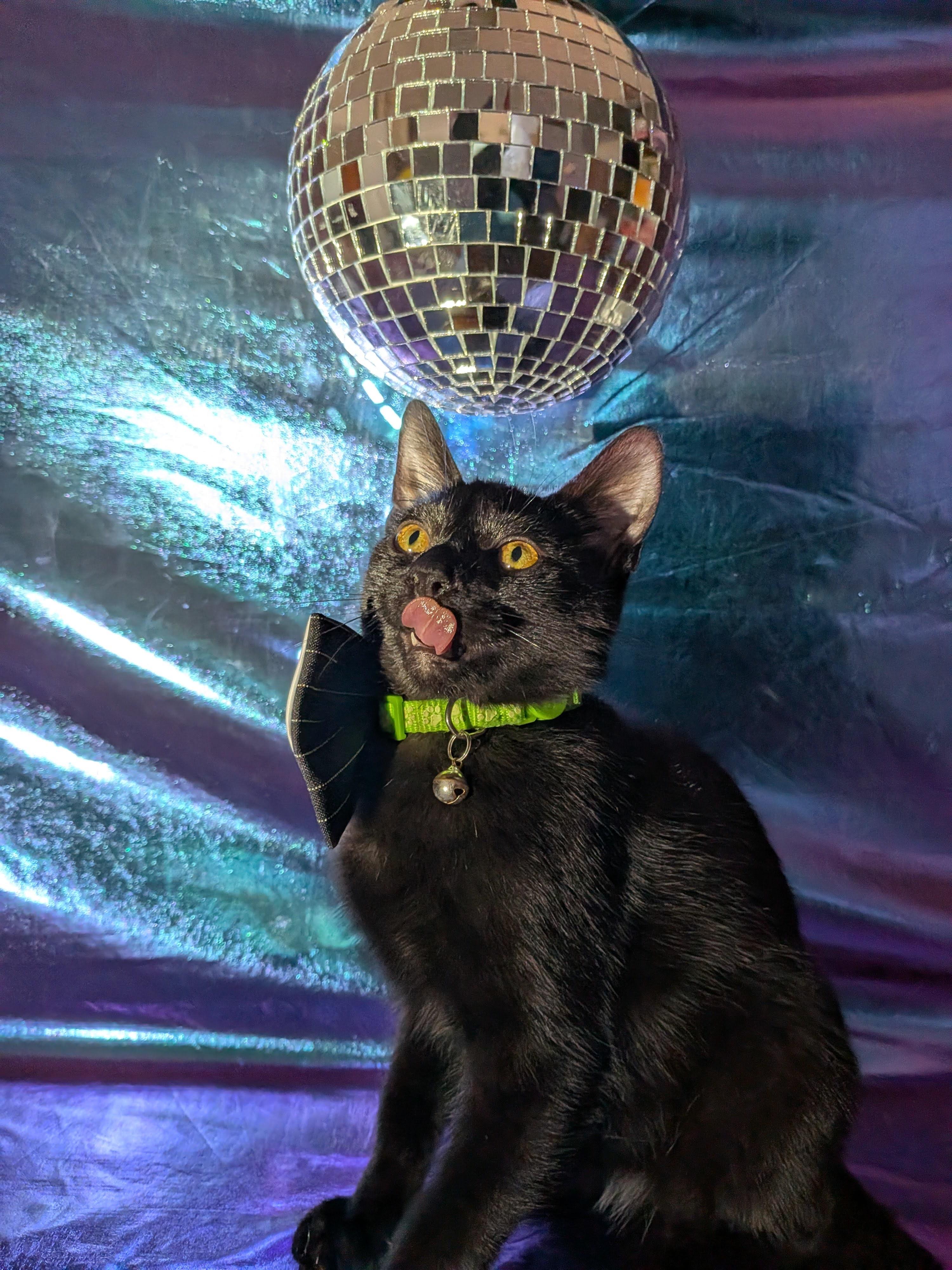 Enlarge Salsa, a Adoptable Domestic Short Hair in Indianapolis, IN image 1/5