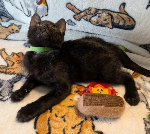 Enlarge Salsa, a Adoptable Domestic Short Hair in Indianapolis, IN image 3/4