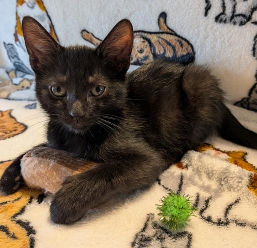 Enlarge Salsa, a Adoptable Domestic Short Hair in Indianapolis, IN image 4/4