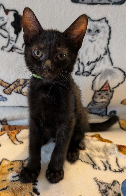 Enlarge Salsa, a Adoptable Domestic Short Hair in Indianapolis, IN image 2/4