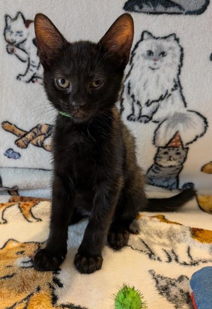 Salsa, Adoptable, Kitten Male Domestic Short Hair.