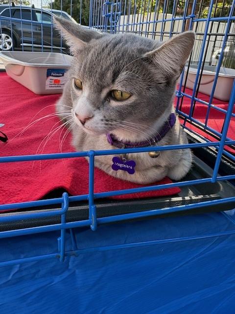 Enlarge Millie, a ADOPTABLE mixed breed in Santa Cruz, CA image 2/3