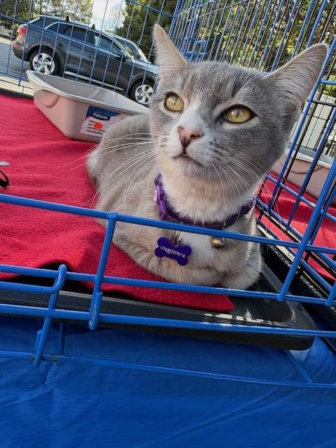 Millie, ADOPTABLE, Young Female Abyssinian & Domestic Short Hair.