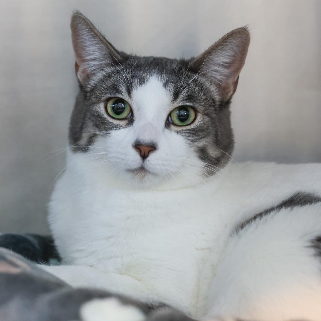 Otto — thumbnail 2