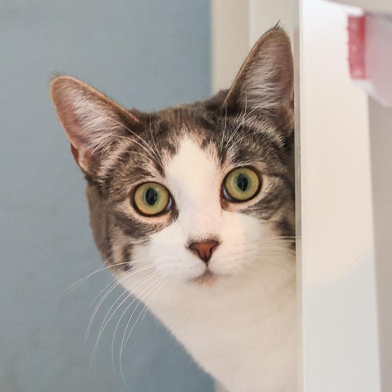 Otto — thumbnail 3