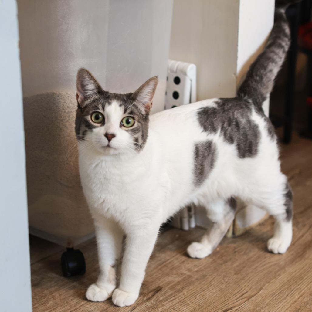 Otto — thumbnail 4