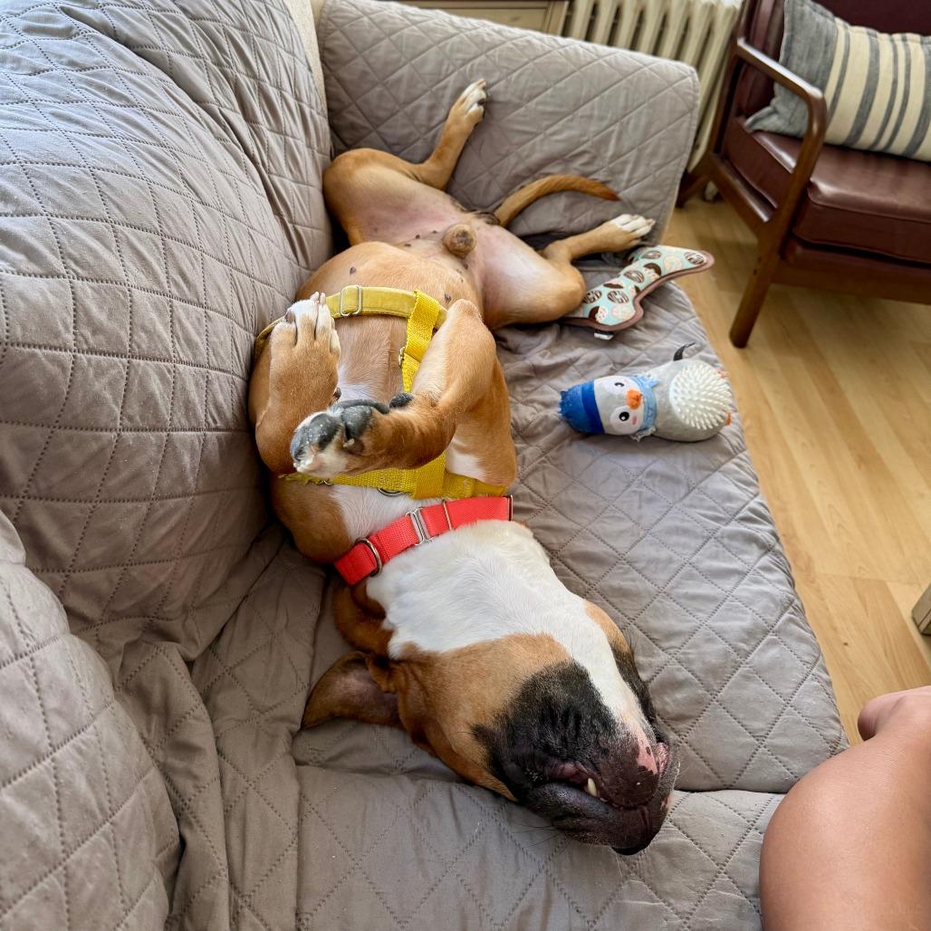 Enlarge Poundcake, a Adoptable Pit Bull Terrier in Baltimore, MD image 1/6