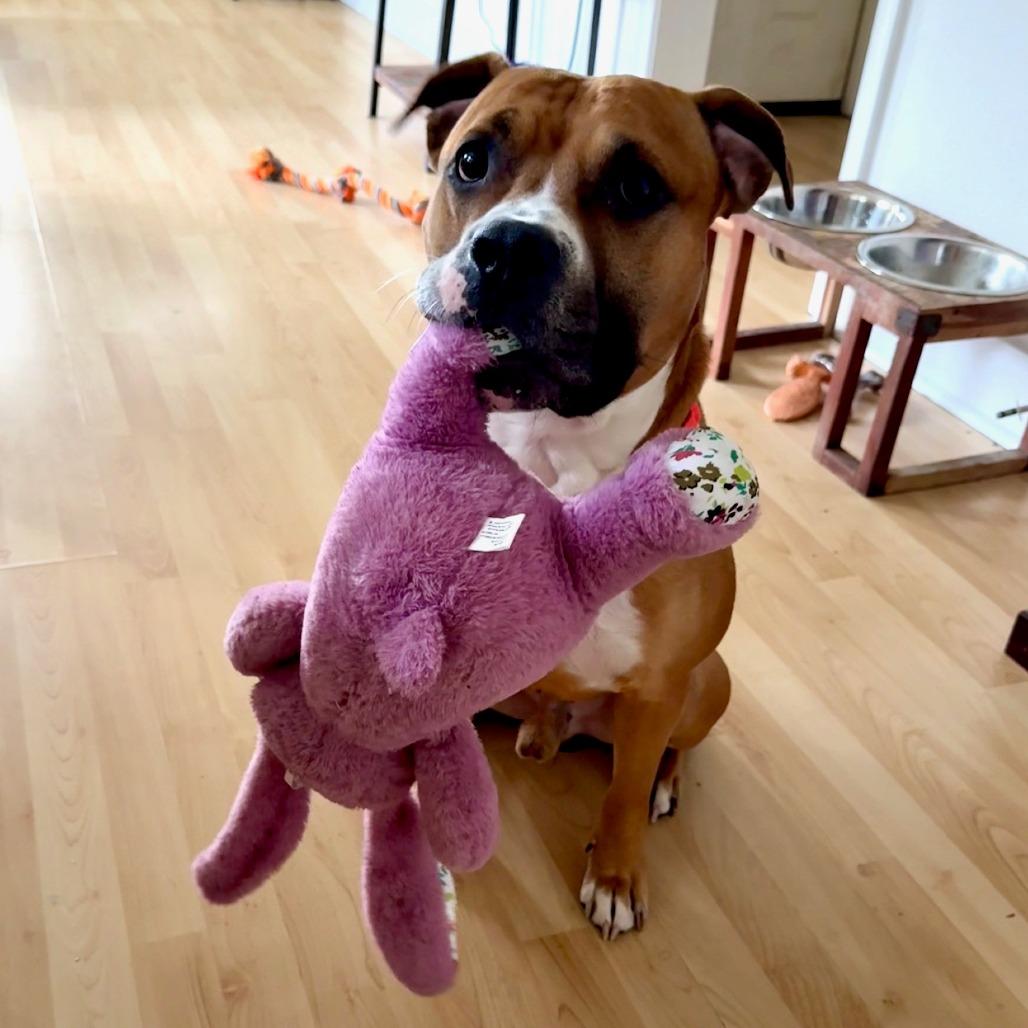 Enlarge Poundcake, a Adoptable Pit Bull Terrier in Baltimore, MD image 2/6