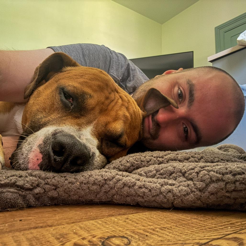 Enlarge Poundcake, a Adoptable Pit Bull Terrier in Baltimore, MD image 3/6