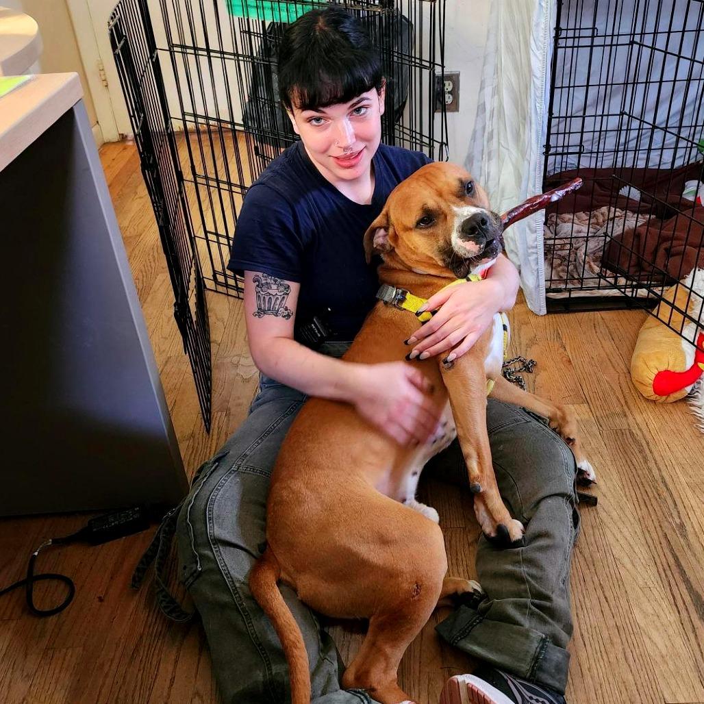 Enlarge Poundcake, a Adoptable Pit Bull Terrier in Baltimore, MD image 4/6