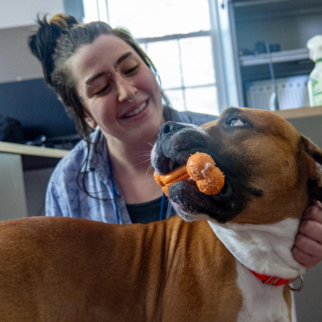 Enlarge Poundcake, a Adoptable Pit Bull Terrier in Baltimore, MD image 5/6