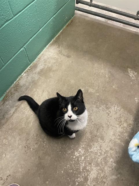 SHANE, Adoptable, Senior Male Domestic Short Hair.