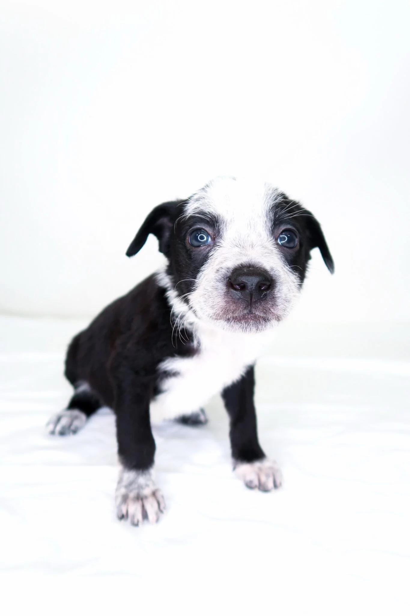 Jellycat, a ADOPTABLE mixed breed in Bixby, OK image 1/5