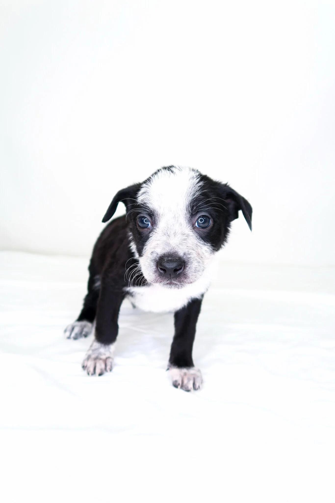 Jellycat, a ADOPTABLE mixed breed in Bixby, OK image 3/5