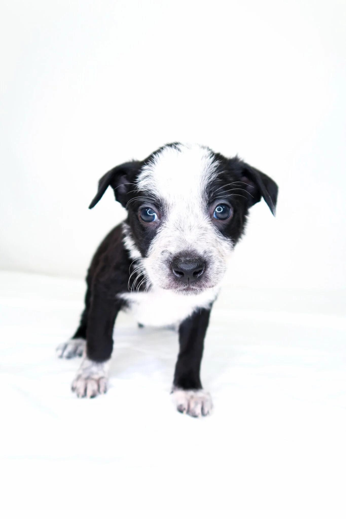 Jellycat, a ADOPTABLE mixed breed in Bixby, OK image 2/5