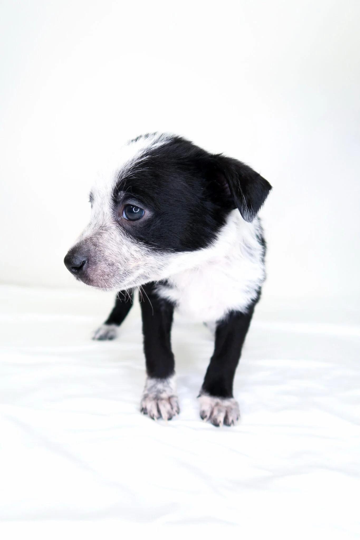 Jellycat, a ADOPTABLE mixed breed in Bixby, OK image 4/5