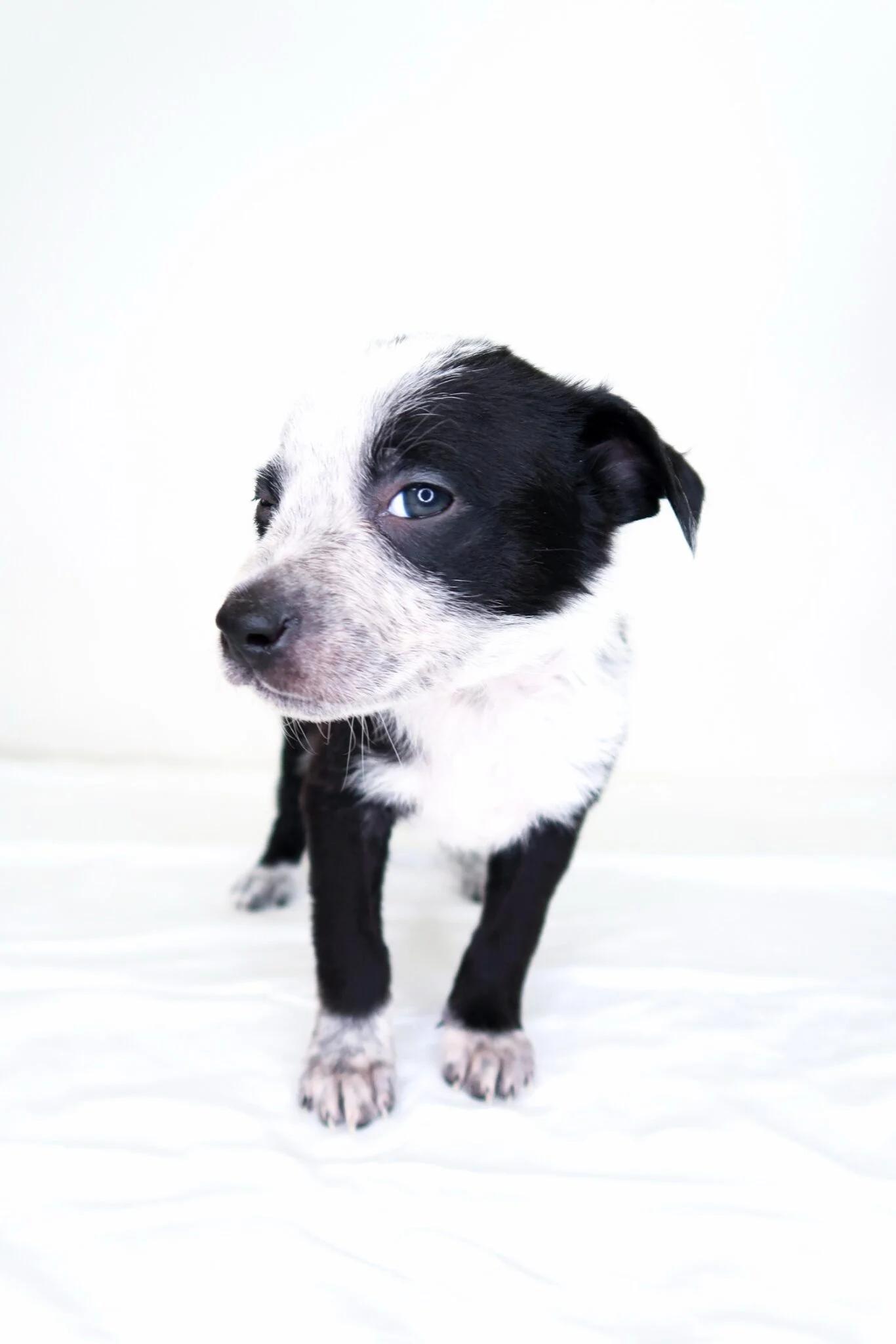 Jellycat, a ADOPTABLE mixed breed in Bixby, OK image 5/5