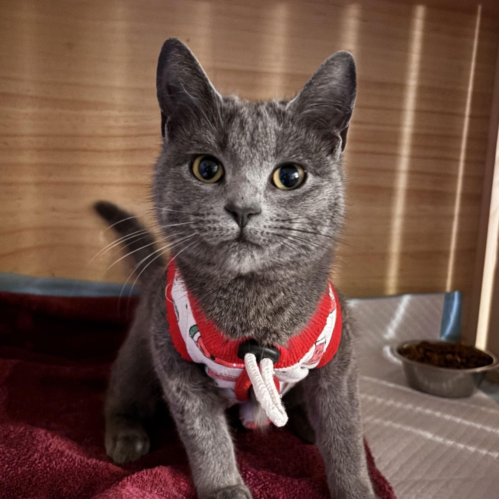 Enlarge Midge, a Adopted Domestic Short Hair in Sonora, CA image 1/1