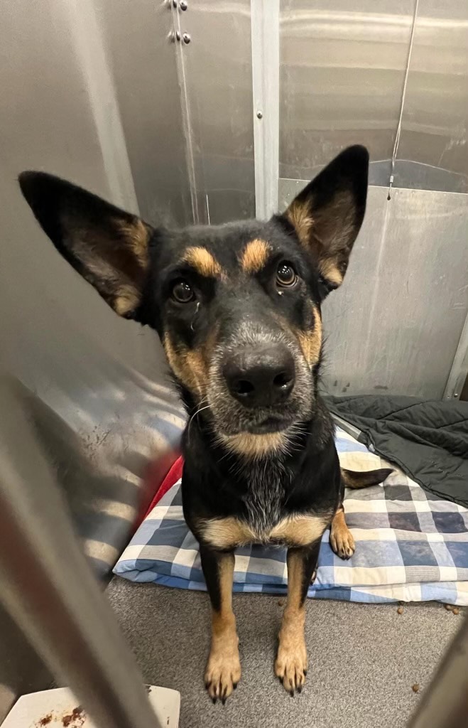 Enlarge Lilly- a well rounded sweetheart!, a Adoptable mixed breed in Greensboro, NC image 2/3