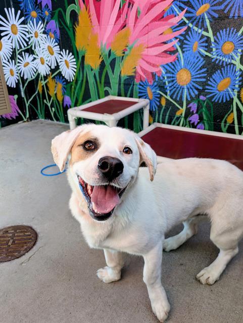 WALTER, Adoptable, Young Male Basset Hound & Labrador Retriever.