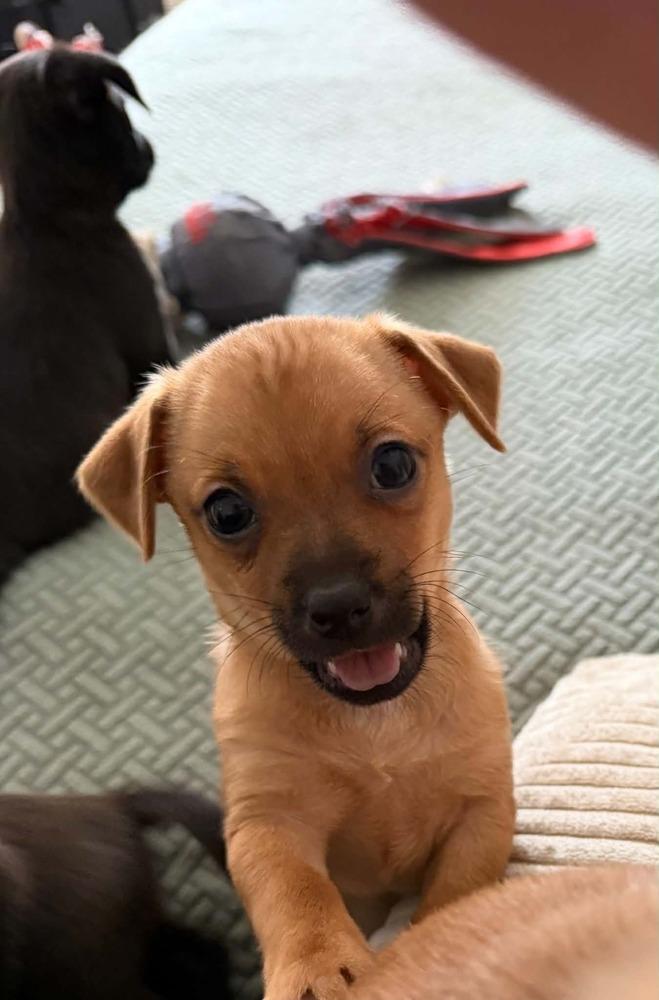 Chino, Adoptable, Puppy Male Chihuahua.