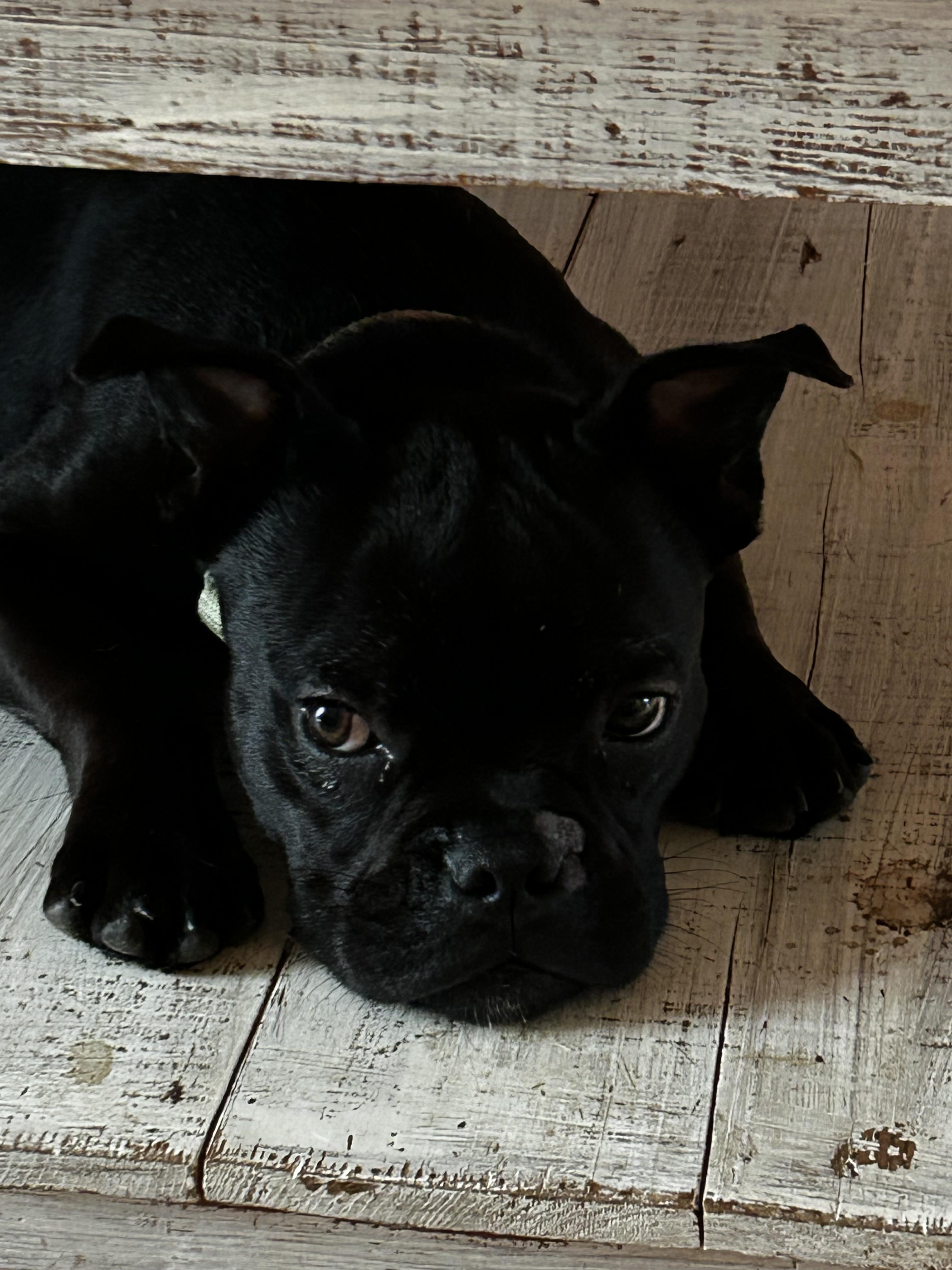 Enlarge Ace, an adopted mixed breed in Walker, LA image 1/3