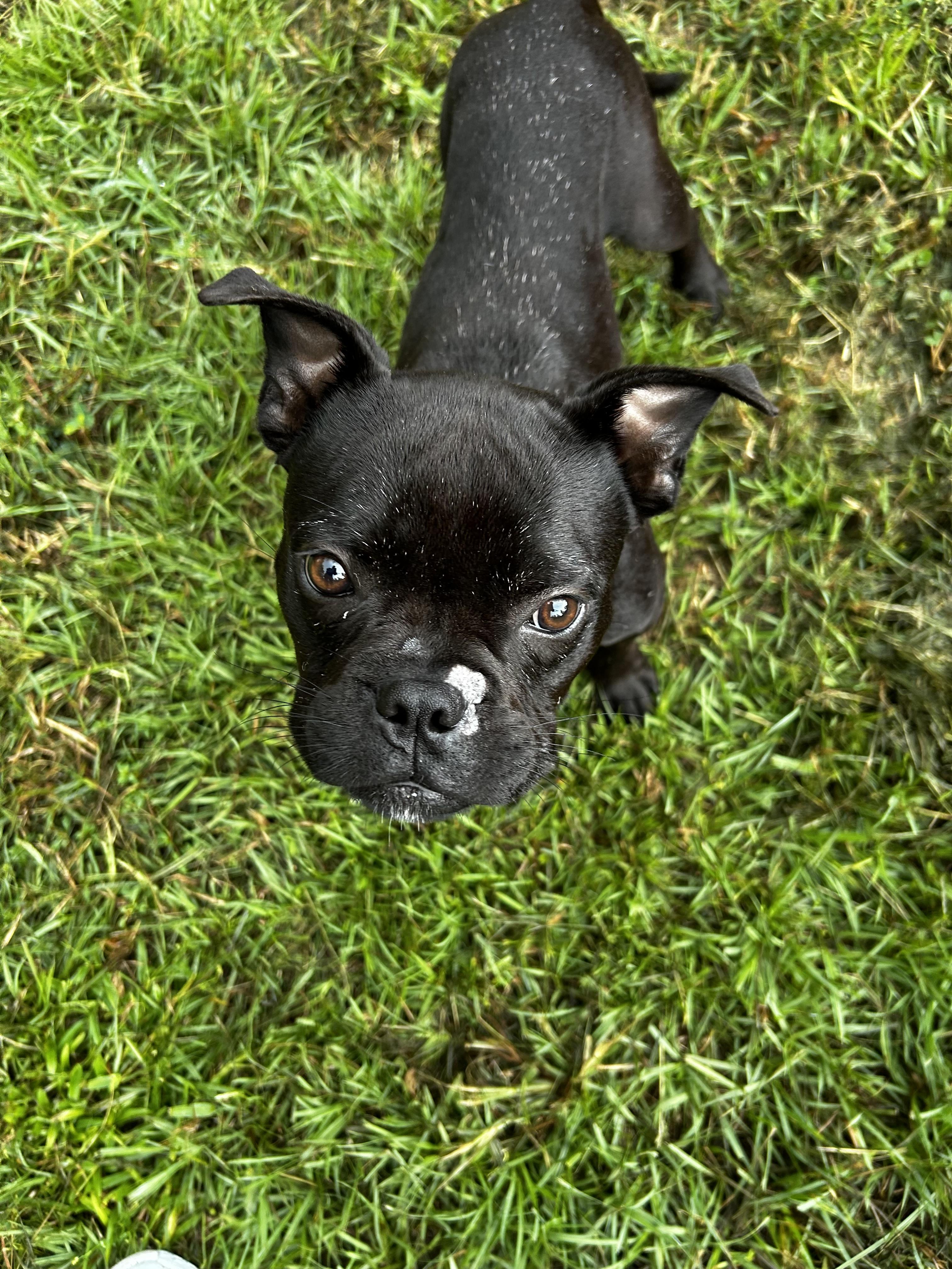 Enlarge Ace, an adopted mixed breed in Walker, LA image 2/3