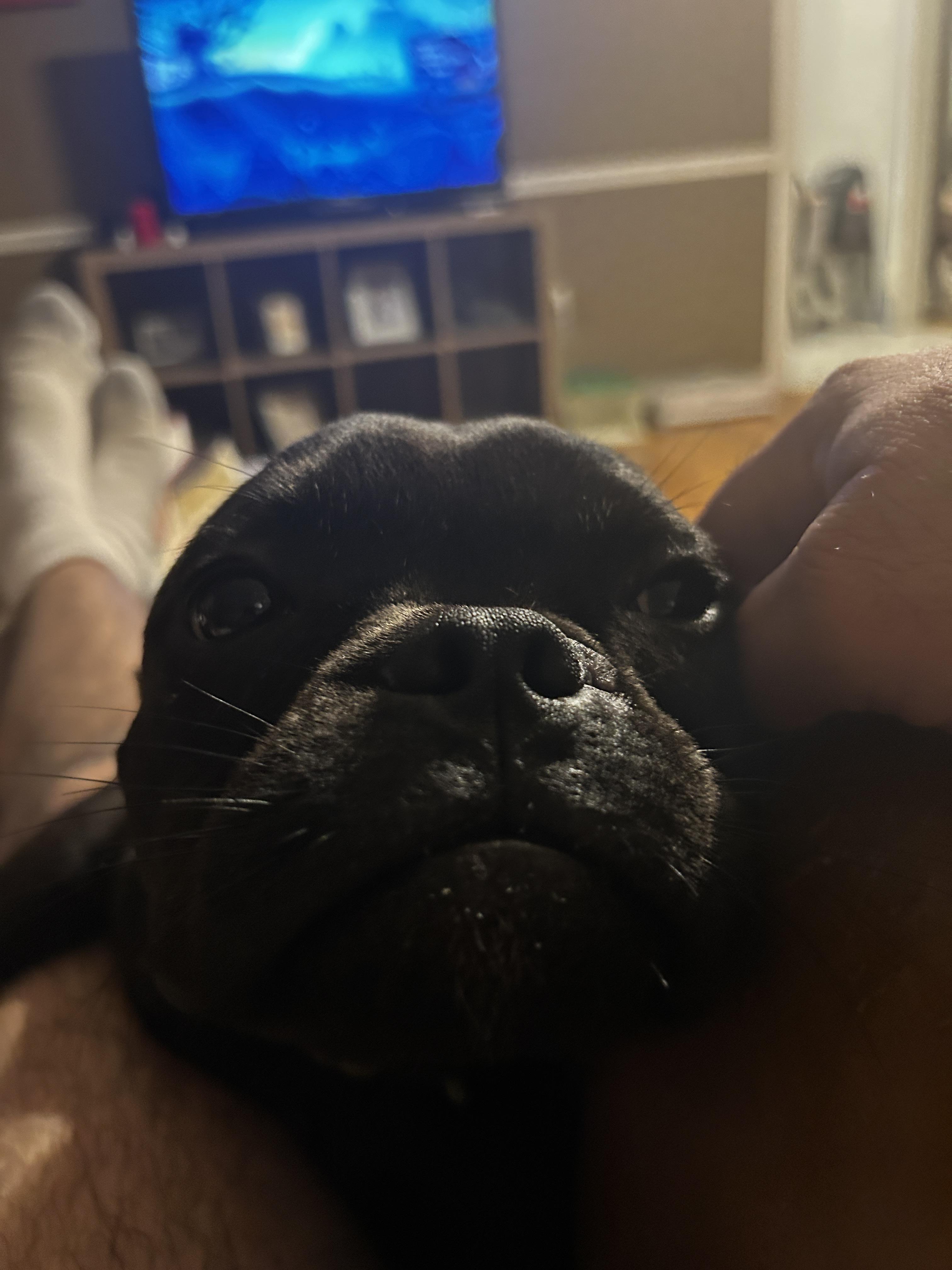 Enlarge Ace, an adopted mixed breed in Walker, LA image 3/3