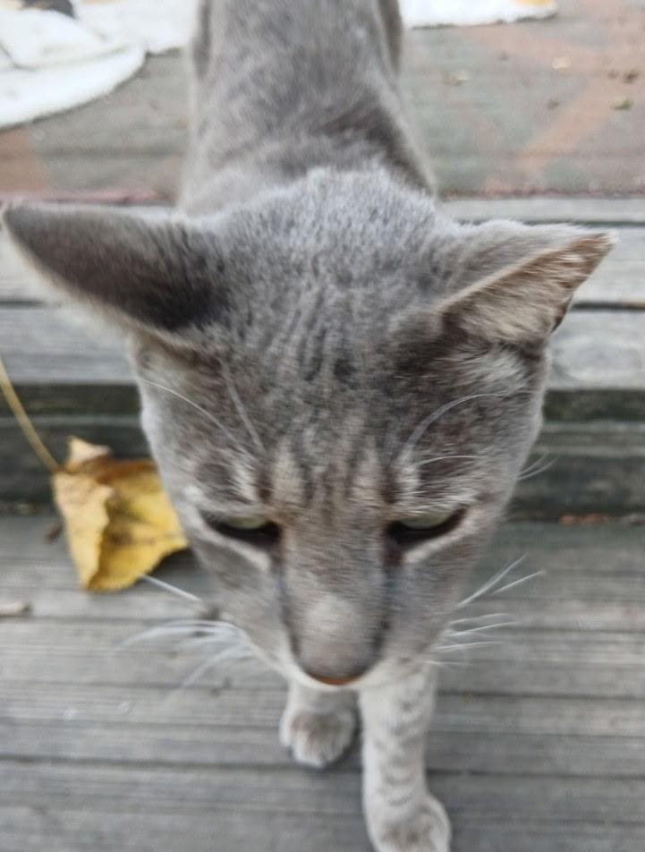 Tiger, Adoptable, Adult Male Domestic Short Hair.