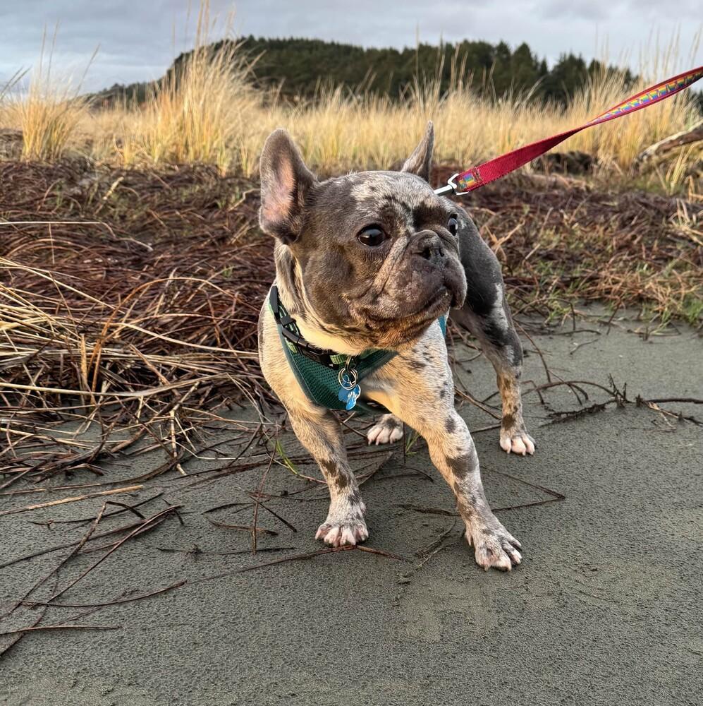 Enlarge Leroy Brown - FOSTER TO ADOPT, a Adoptable French Bulldog in Seattle, WA image 6/6