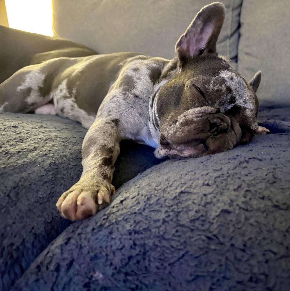 Enlarge Leroy Brown - FOSTER TO ADOPT, a Adoptable French Bulldog in Seattle, WA image 2/6