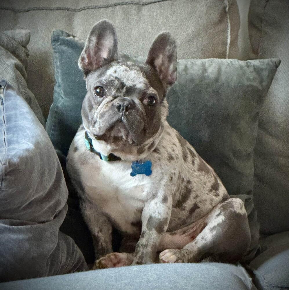 Leroy Brown - FOSTER TO ADOPT, Adoptable, Young Male French Bulldog.