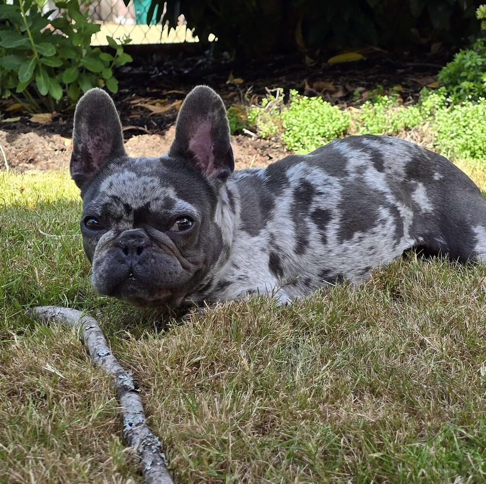 Enlarge Leroy Brown - FOSTER TO ADOPT, a Adoptable French Bulldog in Seattle, WA image 3/6