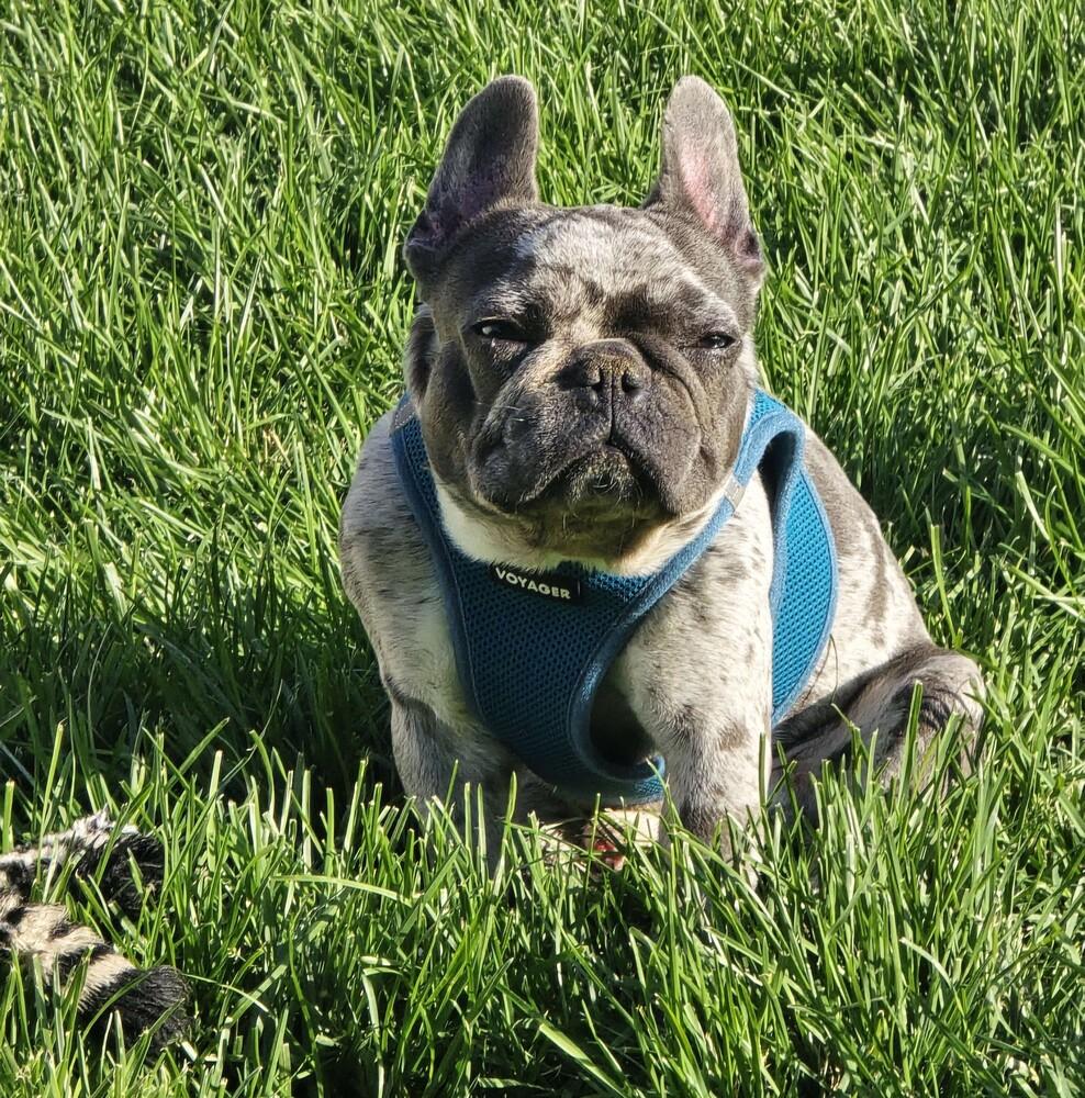 Enlarge Leroy Brown - FOSTER TO ADOPT, a Adoptable French Bulldog in Seattle, WA image 4/6